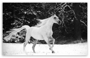 white_horse_running_in_snow-t2