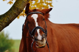 horse-1006357_960_720