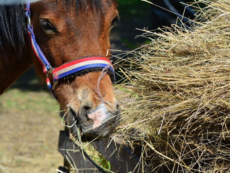 Caballo comiendo heno